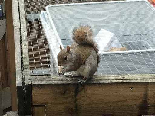 Top Cat Pest Control photo 4