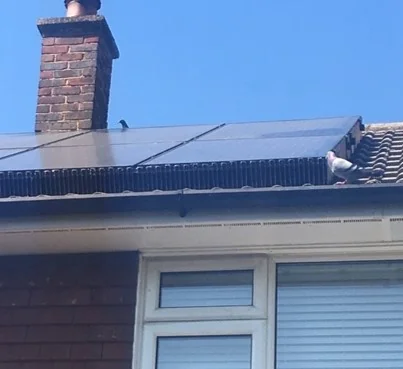 Top Cat Pest Control photo 5