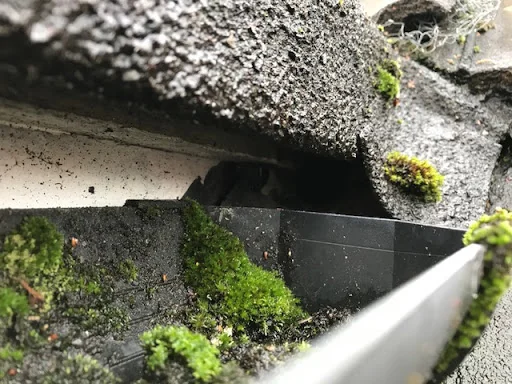 Top Cat Pest Control photo 6