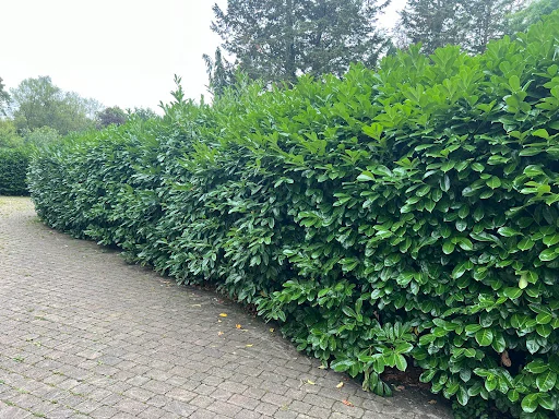 Woking Garden Services photo 2