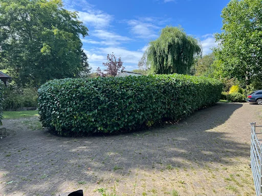 Woking Garden Services photo 4