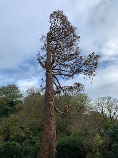 Eagle Tree Care Ltd photo 3