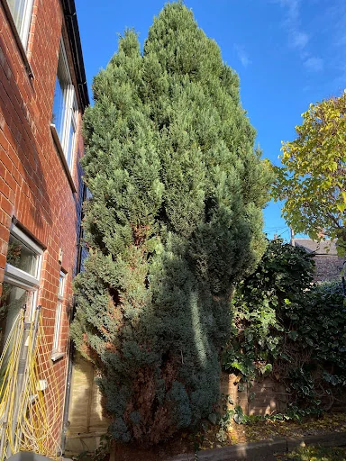 Total Tree Care Solutions photo 4