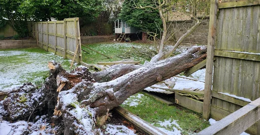 Total Tree Care Solutions photo 8