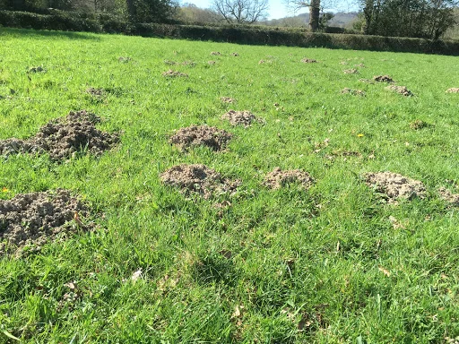 Phoenix Pest Control photo 4