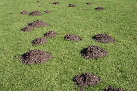 Phoenix Pest Control photo 5