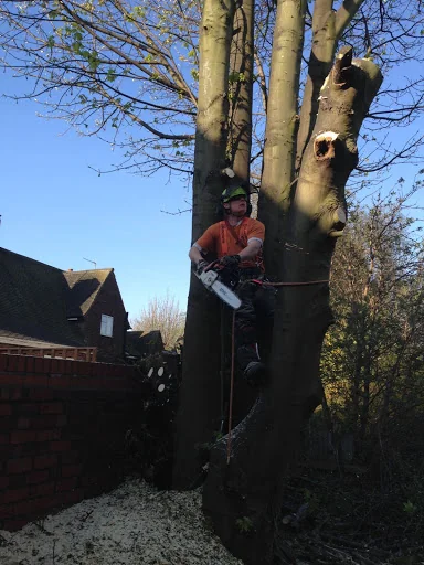 Rowan Tree &amp; Garden Services Ltd photo 1