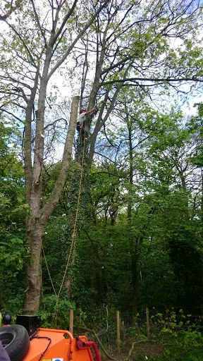 Rowan Tree &amp; Garden Services Ltd photo 4