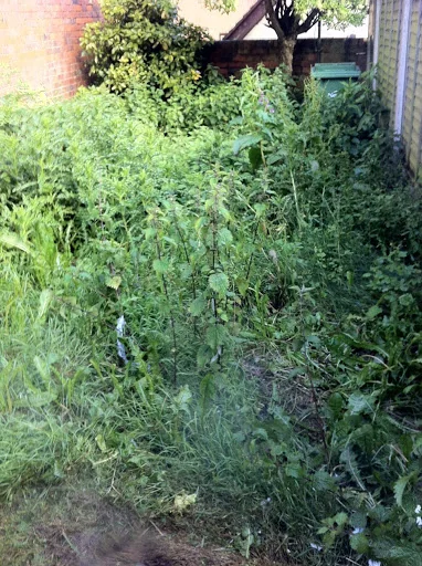 Rowan Tree &amp; Garden Services Ltd photo 5