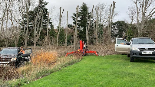 Fellwood Tree Surgeons Ltd photo 5