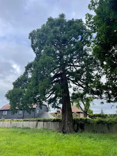 Thompson Tree Care Ltd photo 1