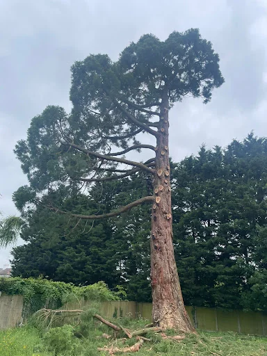 Thompson Tree Care Ltd photo 2