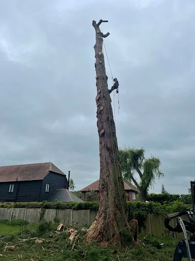 Thompson Tree Care Ltd photo 3