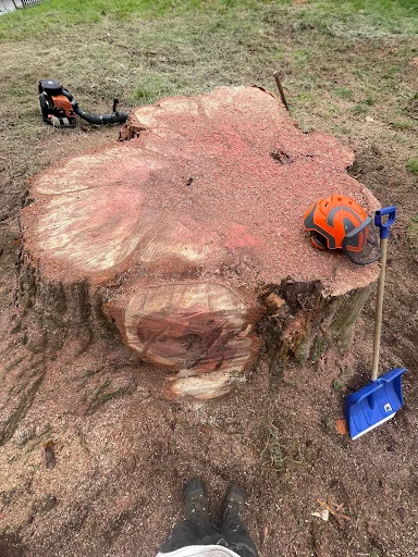 Thompson Tree Care Ltd photo 4