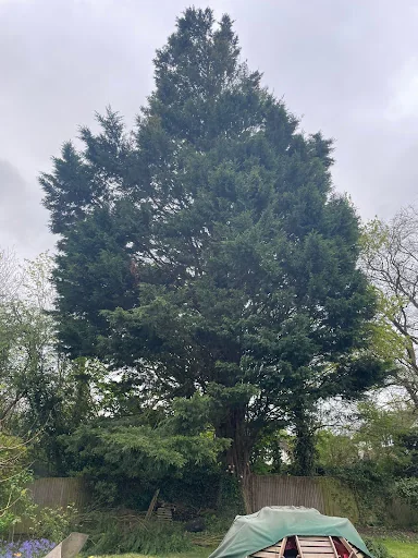 Thompson Tree Care Ltd photo 7