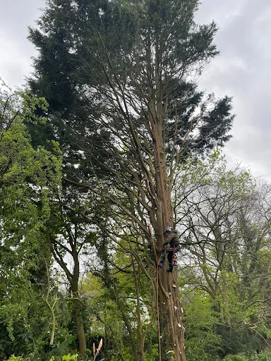 Thompson Tree Care Ltd photo 8
