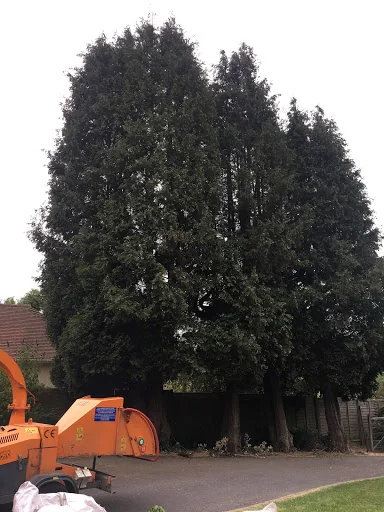 THE TREE MEN SUSSEX LTD photo 1