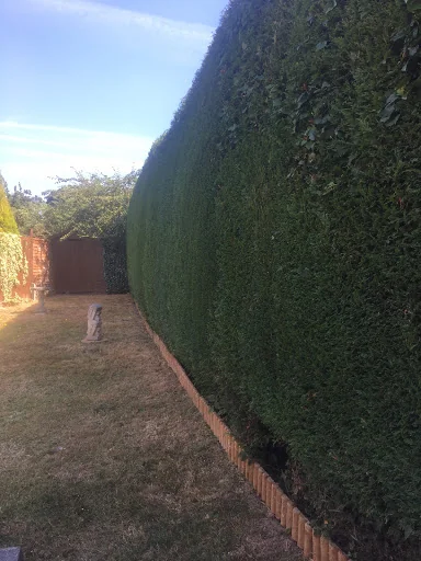 THE TREE MEN SUSSEX LTD photo 2