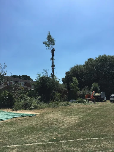 THE TREE MEN SUSSEX LTD photo 3