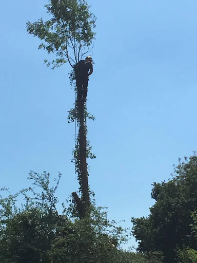 THE TREE MEN SUSSEX LTD photo 4