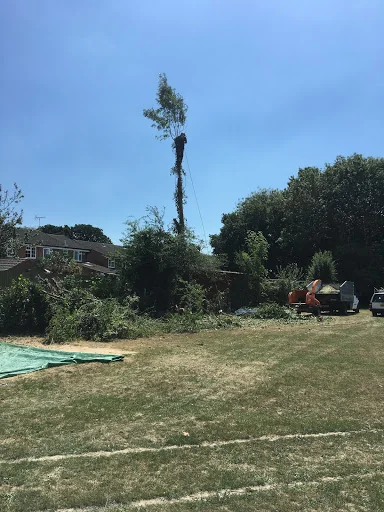 THE TREE MEN SUSSEX LTD photo 5