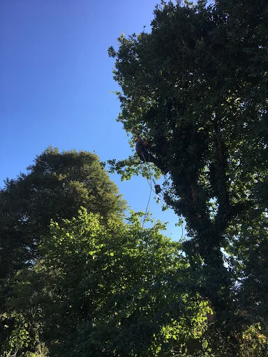 THE TREE MEN SUSSEX LTD photo 6