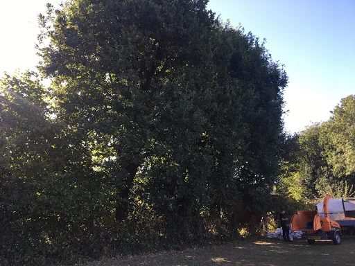 THE TREE MEN SUSSEX LTD photo 7