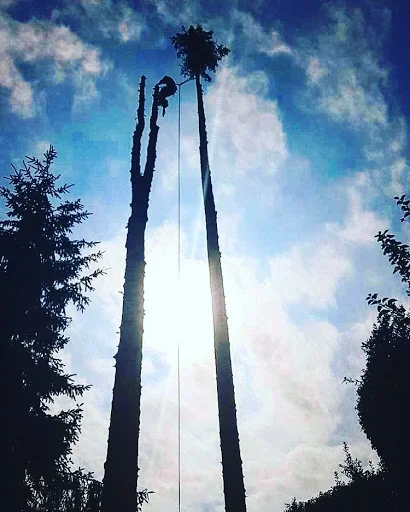 P&amp;R Jones Tree Services Ltd photo 6