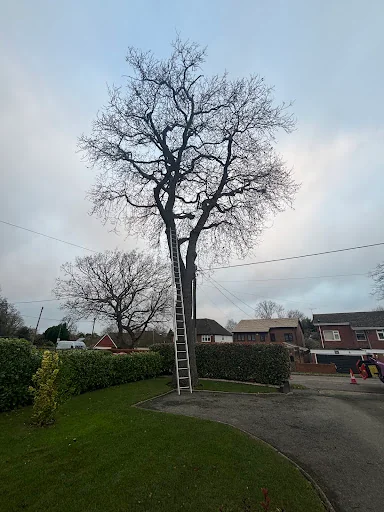 Out on a Limb Tree Care photo 1