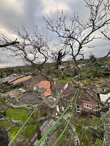 Out on a Limb Tree Care photo 2