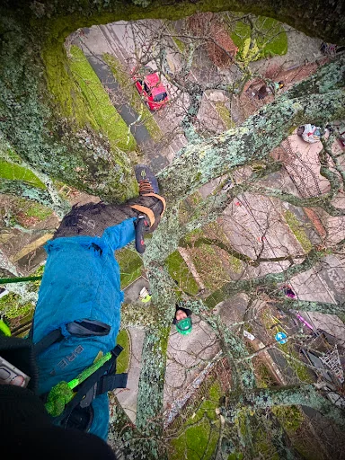 Out on a Limb Tree Care photo 3