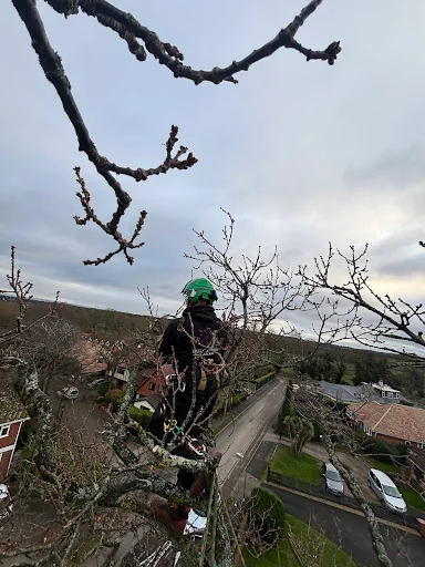 Out on a Limb Tree Care photo 4
