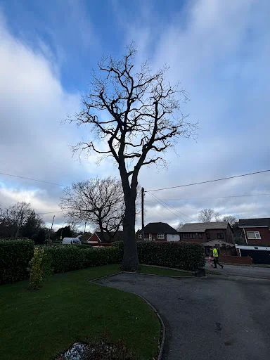 Out on a Limb Tree Care photo 5