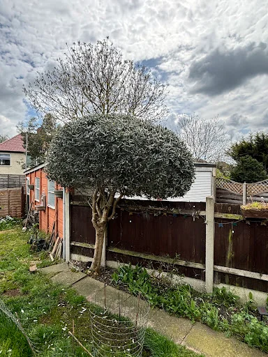 Out on a Limb Tree Care photo 8