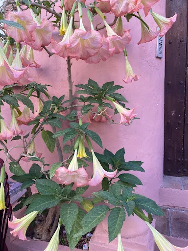 Webbs Garden and Landscape photo 1