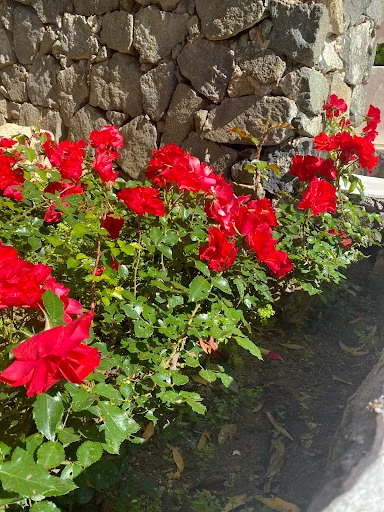 Webbs Garden and Landscape photo 2