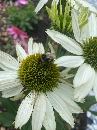 Webbs Garden and Landscape photo 3