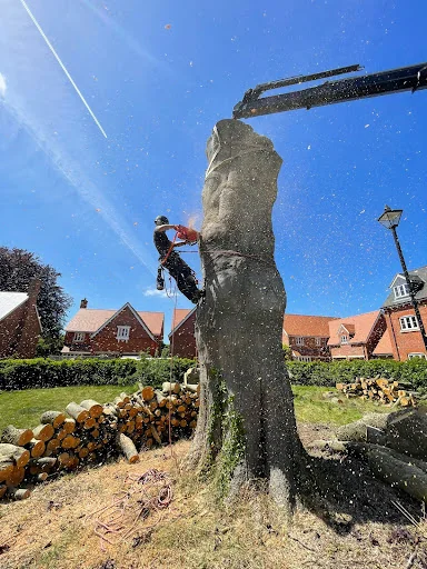 Climbing High Tree Care Ltd photo 2