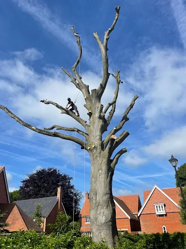 Climbing High Tree Care Ltd photo 4