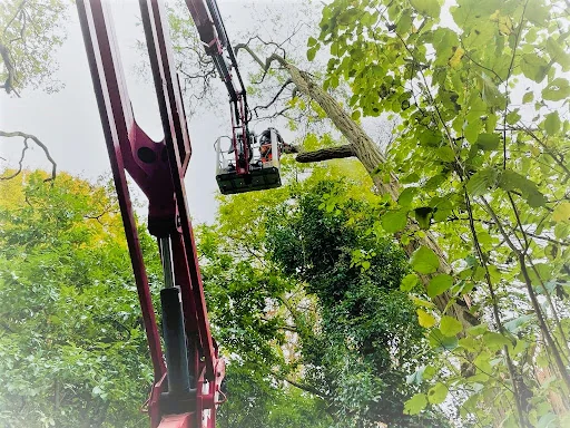 Climbing High Tree Care Ltd photo 5