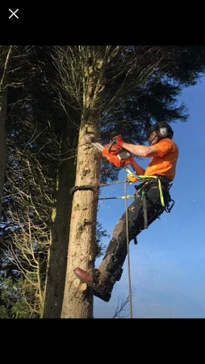 Rock Tree Services photo 2