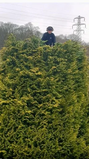 Rock Tree Services photo 3