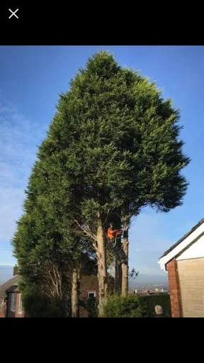 Rock Tree Services photo 4