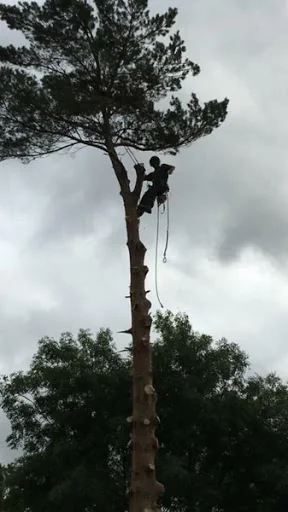 Rock Tree Services photo 6