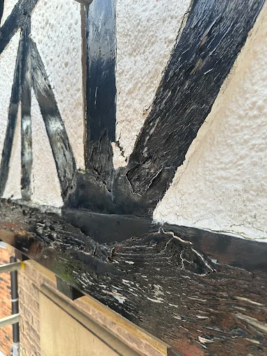 Spic and Span Moss photo 3