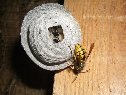 Anglo Pest Control photo 1