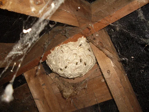 Anglo Pest Control photo 2