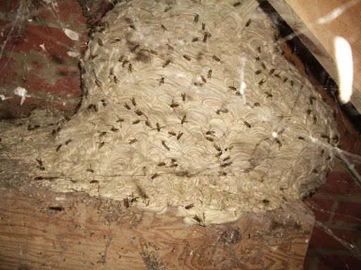 Anglo Pest Control photo 3