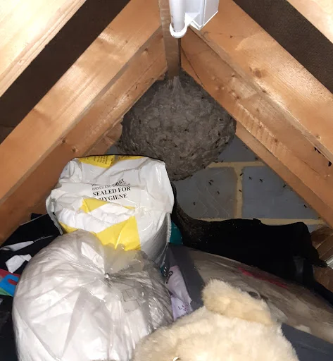 Anglo Pest Control photo 4