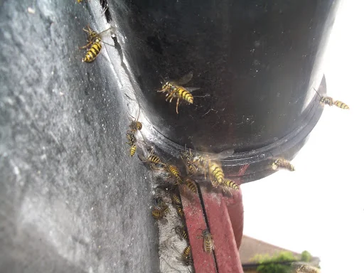 Anglo Pest Control photo 6